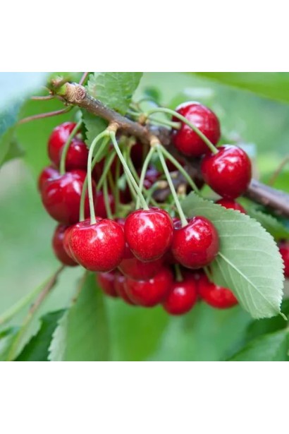 Черешня колоновидна Мертон Глорі з великими темно-червоними ягодами